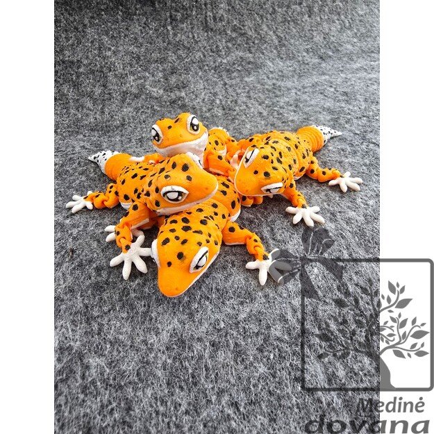 Žavusis Leopardinis GEKONAS – Vinguriukas